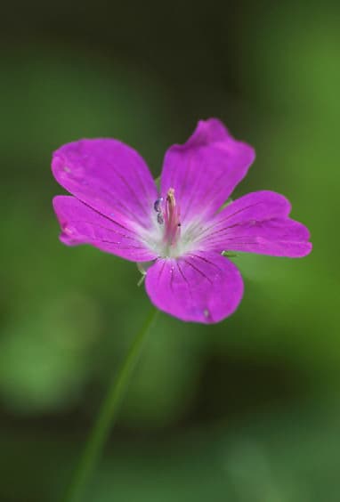 Geranium palustre Soo-kurereha